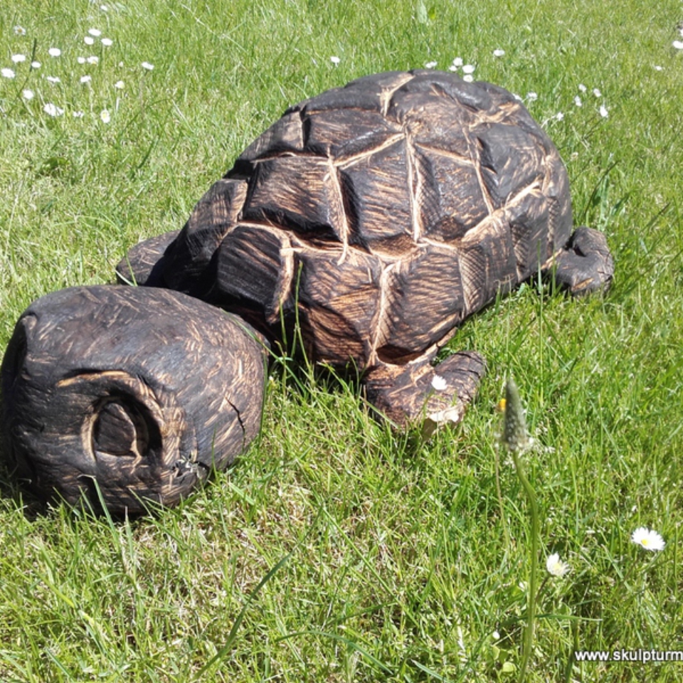 Schildkröte, Eiche