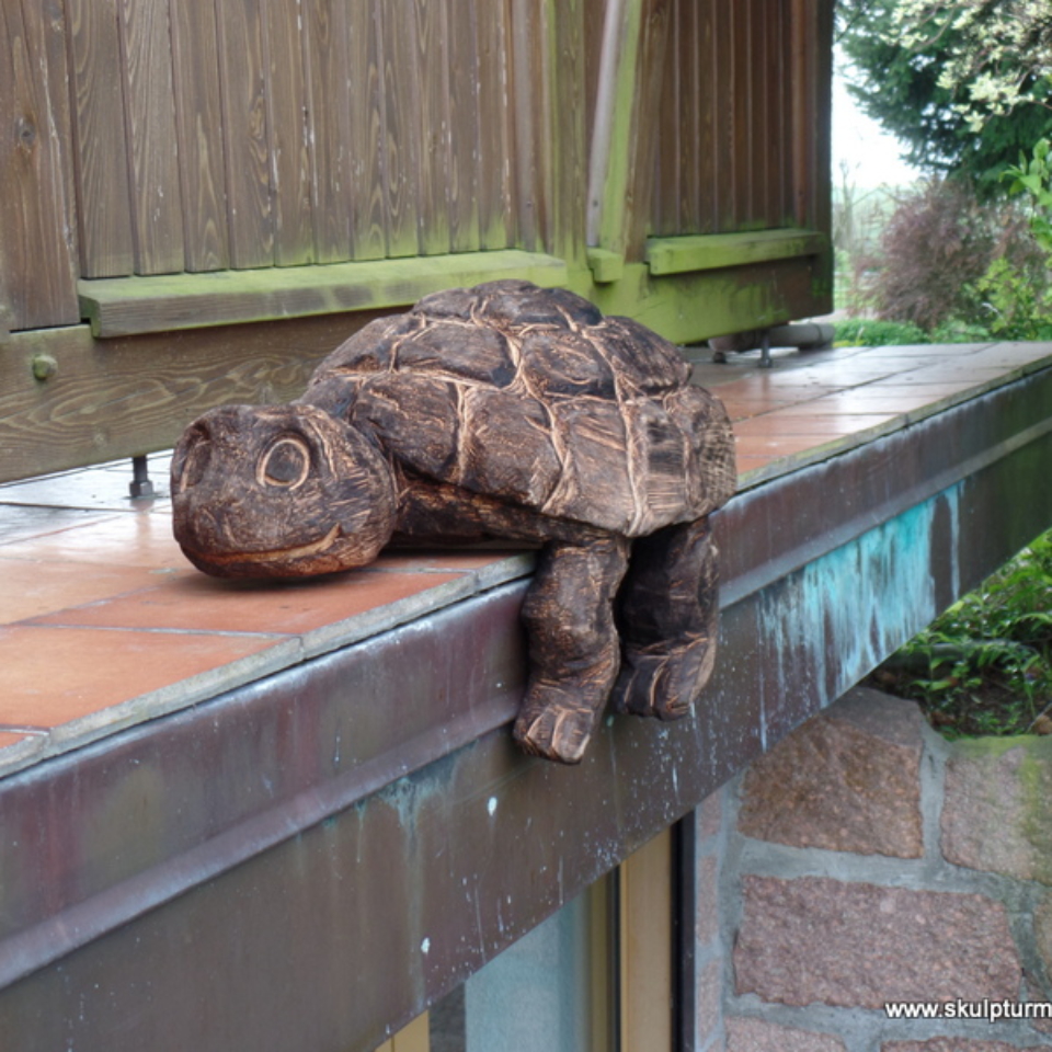 Schildkröte Kantenhocker, Linde